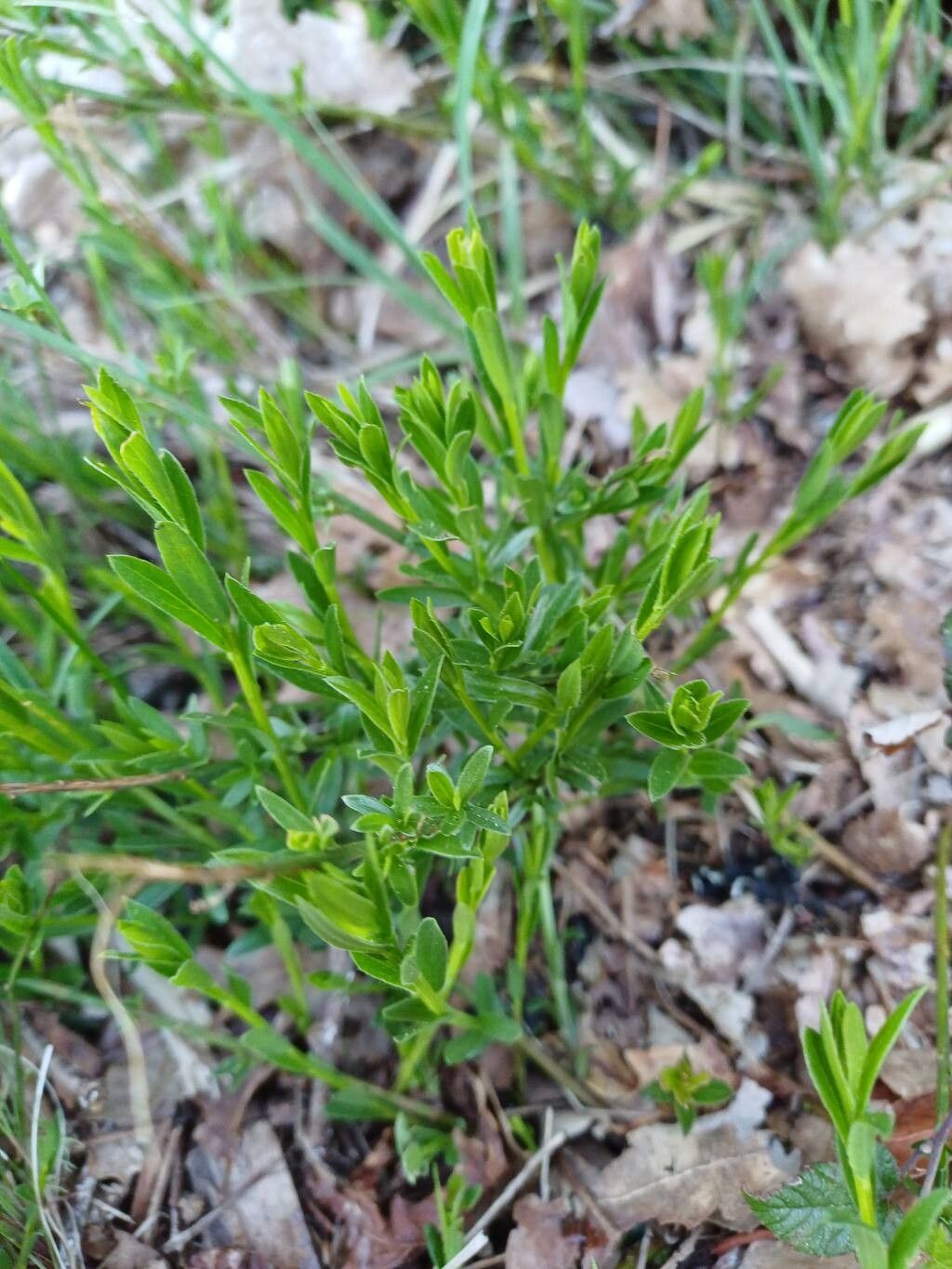 Genista tinctoria (Dyer's Greenweed) (alternate view 13)