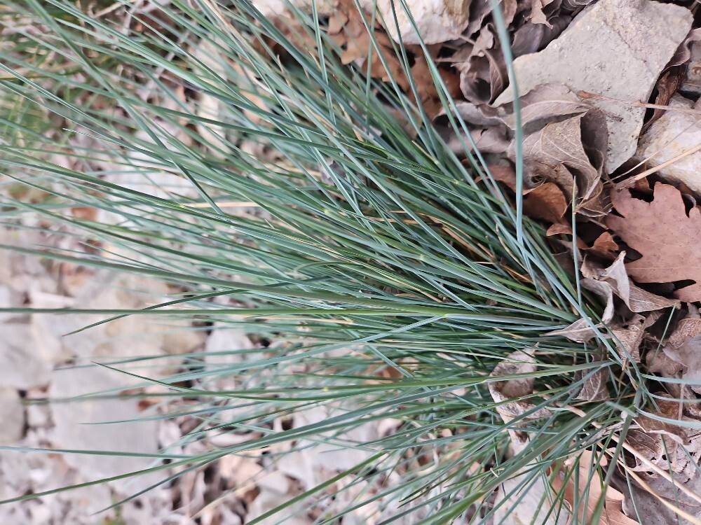 Festuca glauca (blue fescue) (alternate view 10)