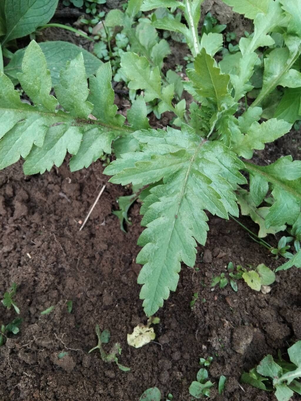 Papaver orientale (Oriental poppy) (alternate view 14)