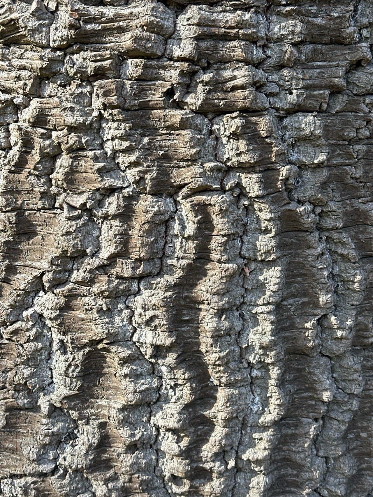 Araucaria araucana (Monkey Puzzle Tree) (alternate view 10)