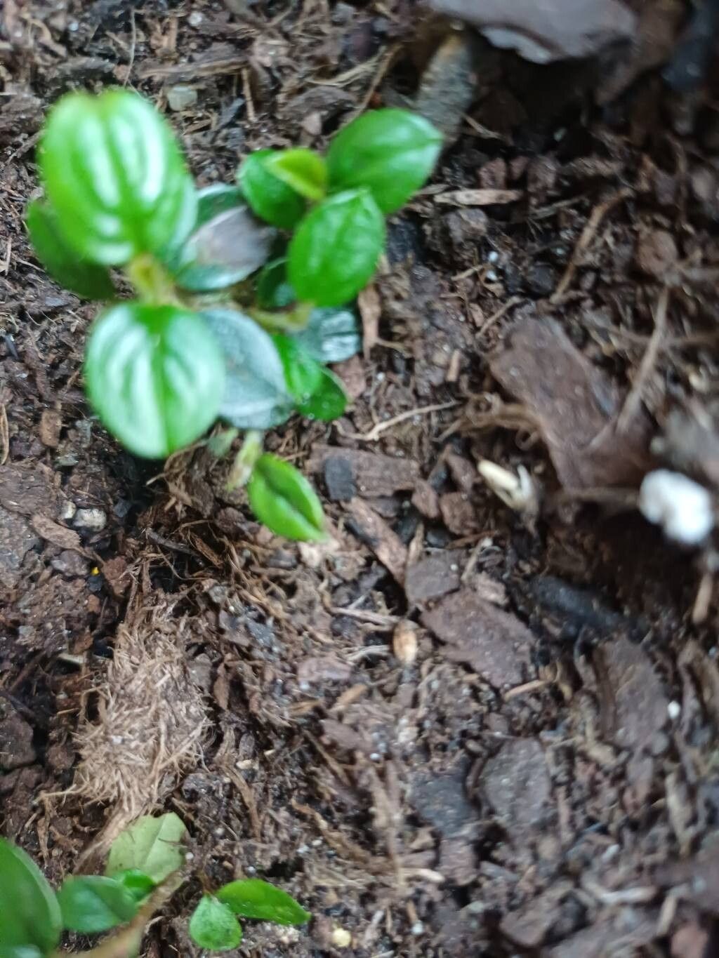 Cotoneaster simonsii (Himalayan cotoneaster) (alternate view 8)
