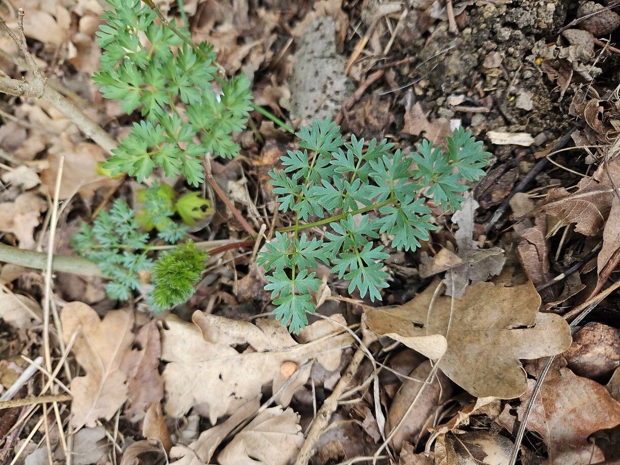 Aethusa cynapium (Fool's parsley) (alternate view 11)