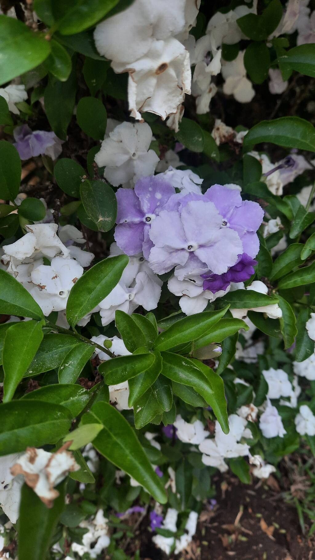 Brunfelsia pauciflora (Yesterday-Today-and-Tomorrow) (alternate view 13)