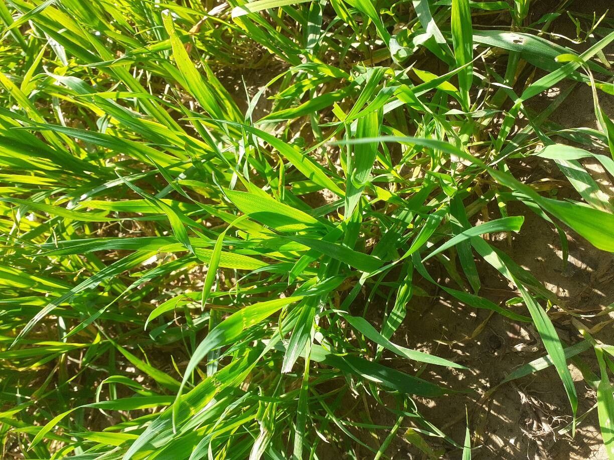 Triticum aestivum (Bread Wheat) (alternate view 13)