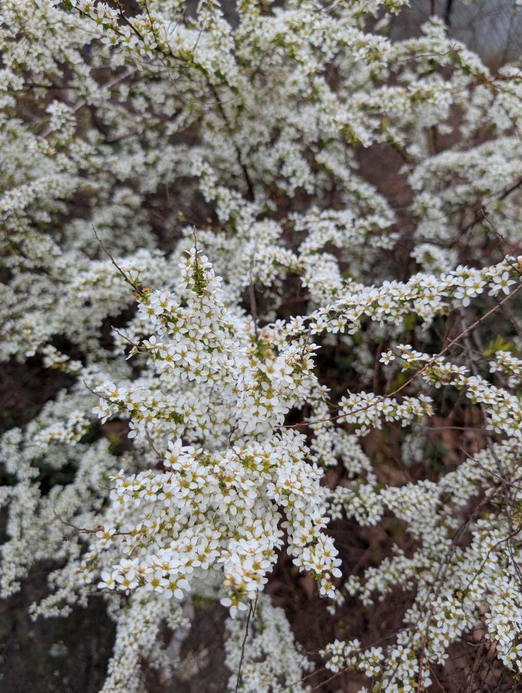 Spiraea thunbergii (Thunberg spirea) (alternate view 12)