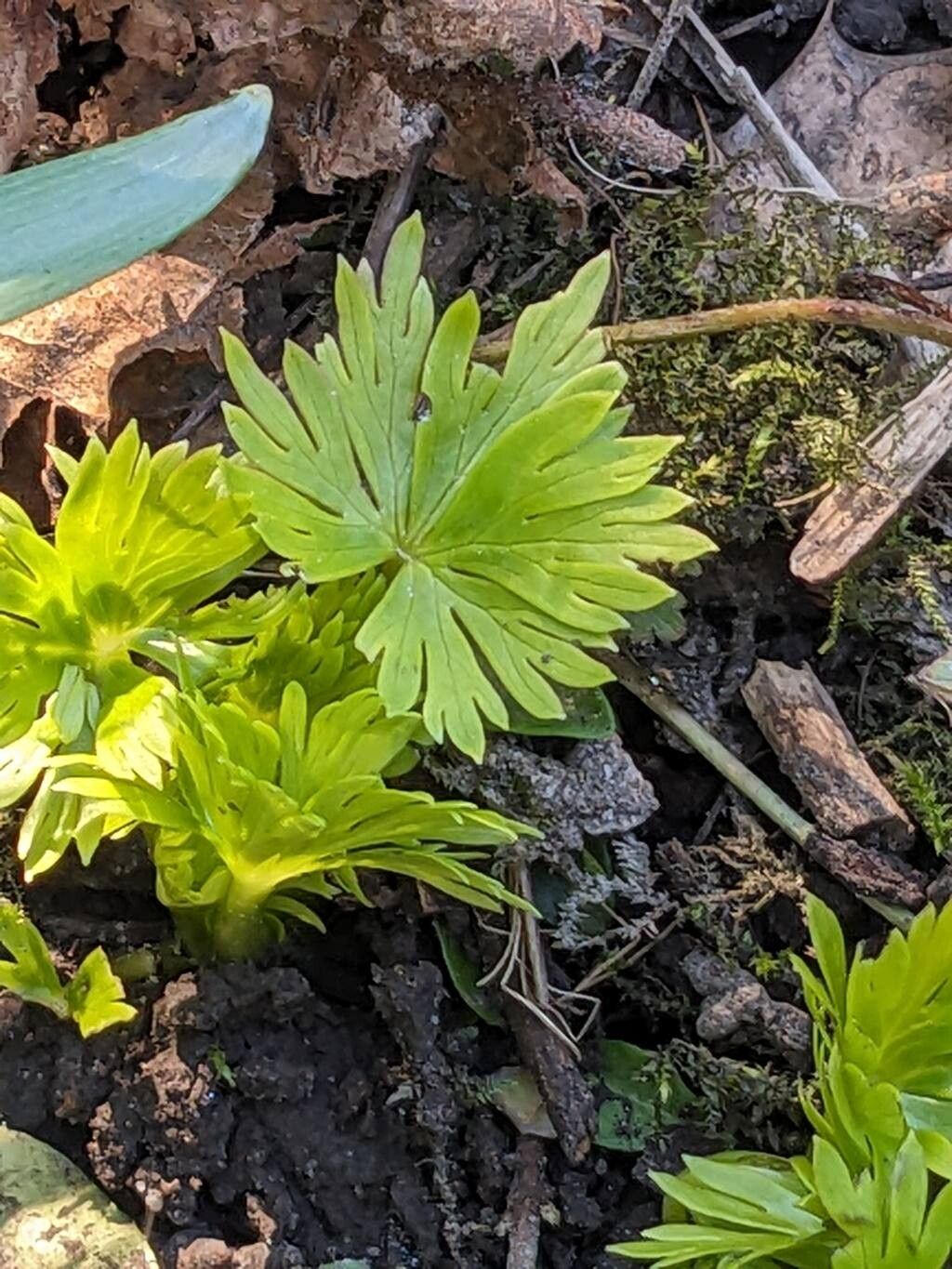 Aconitum napellus (Common Monkshood) (alternate view 12)