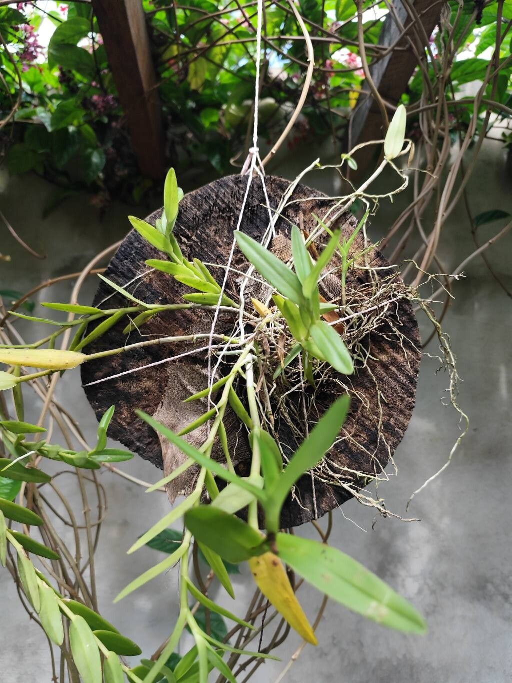 Epidendrum ibaguense (Reed Orchid) (alternate view 11)