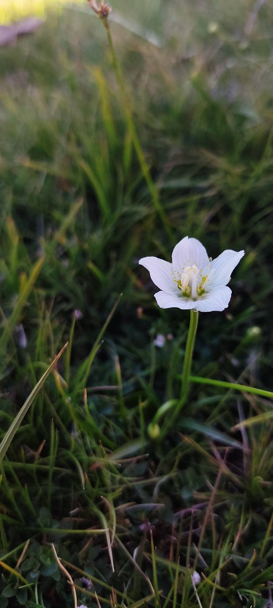 Parnassia palustris (marsh grass-of-Parnassus) (alternate view 11)