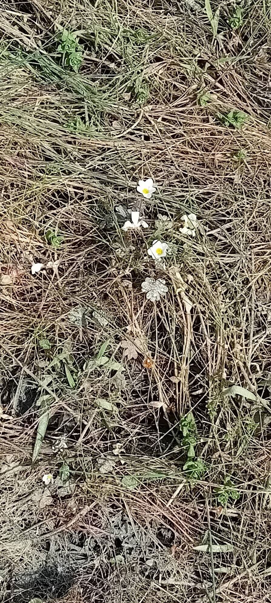 Ranunculus aquatilis (common water-crowfoot) (alternate view 13)