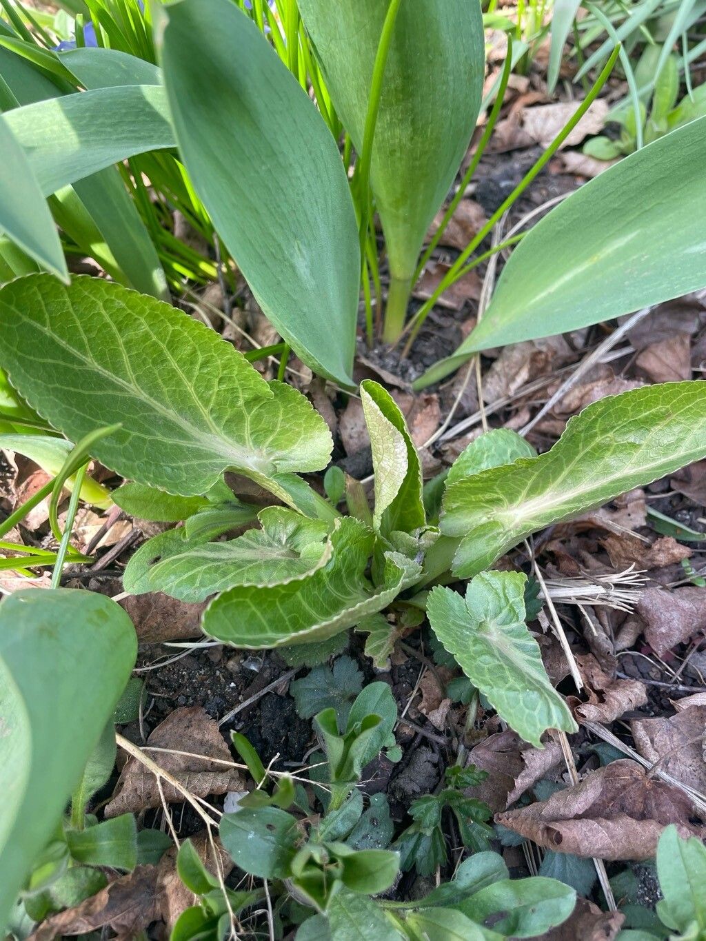 Eryngium planum (Blue Eryngo) (alternate view 13)