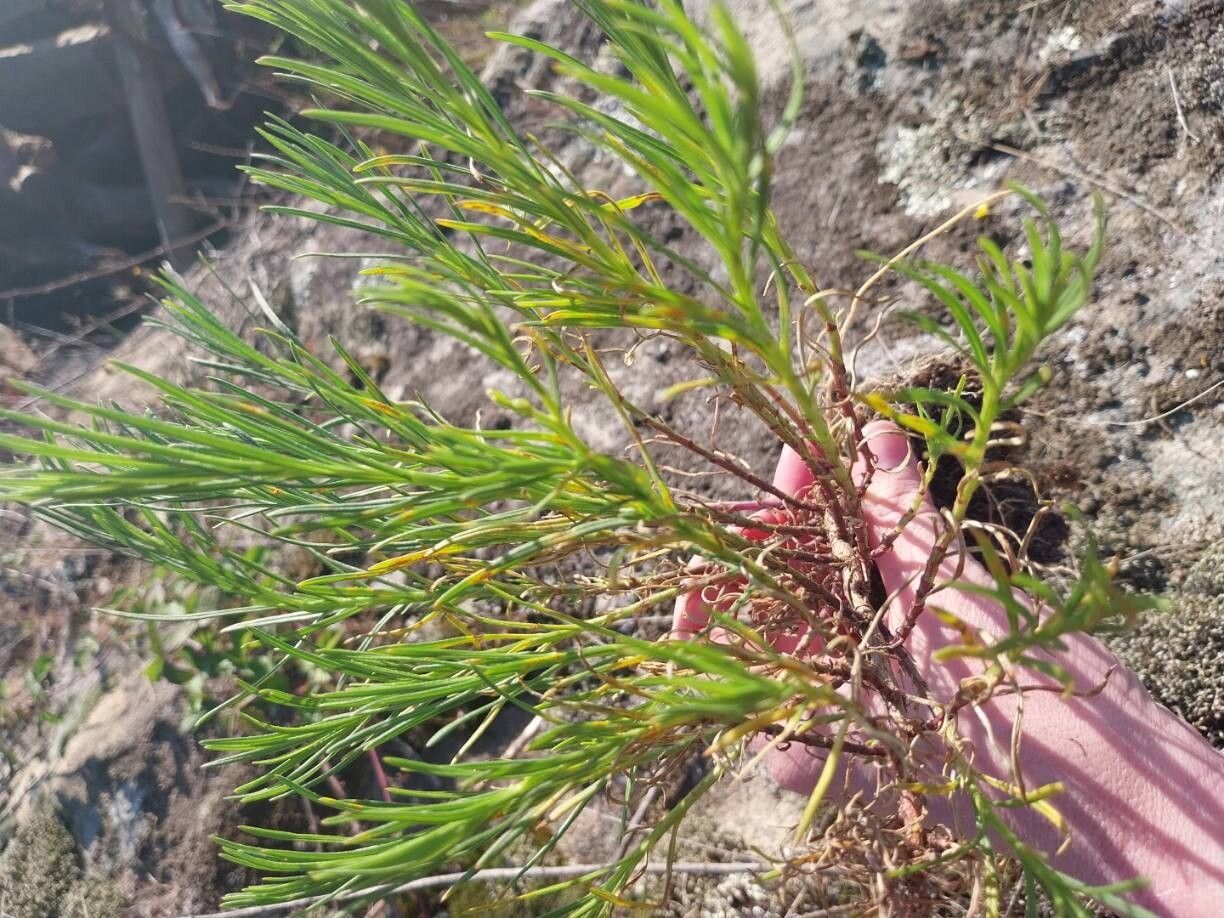 Suaeda maritima (Herbaceous Seepweed) (alternate view 13)