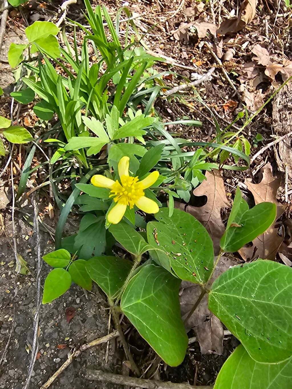 Ranunculus fascicularis (Early Buttercup) (alternate view 2)