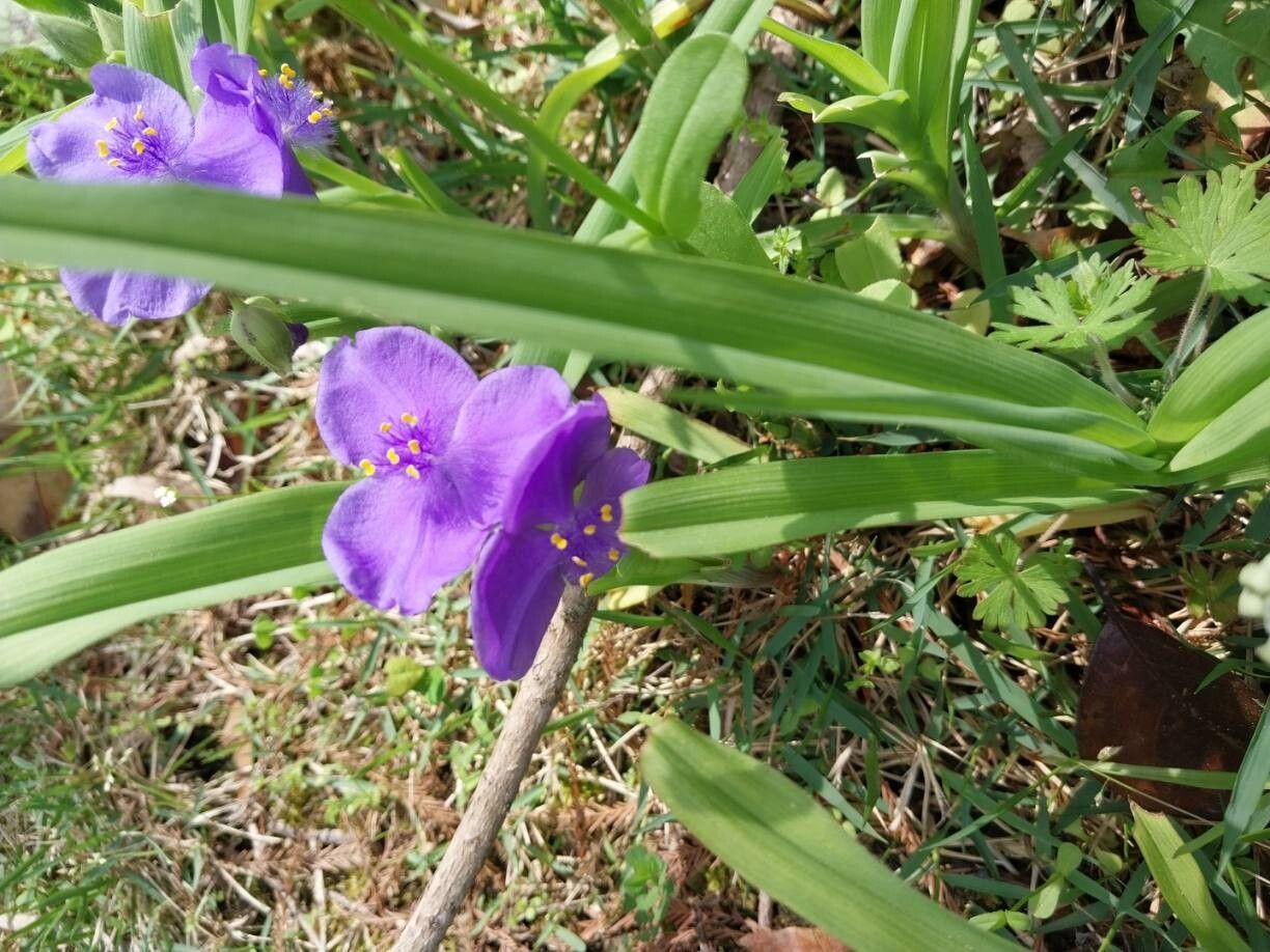 Tradescantia virginiana (Virginia spiderwort) (alternate view 12)