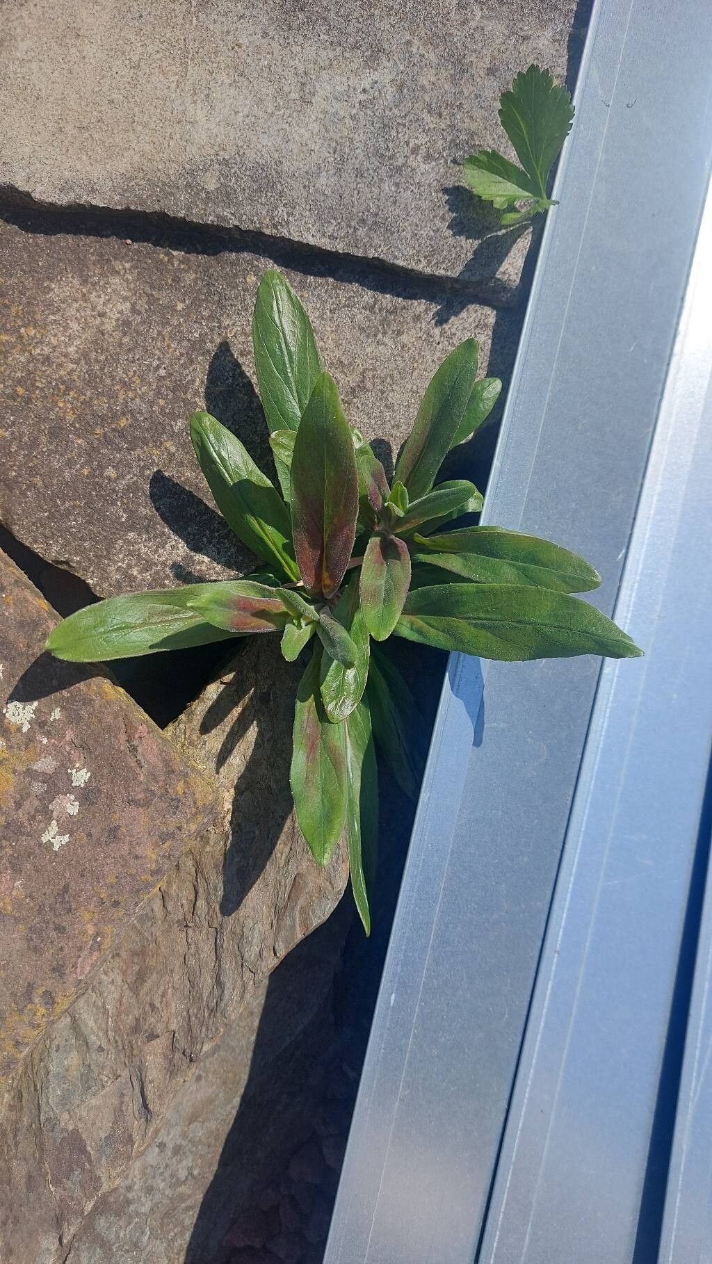 Epilobium parviflorum (Hoary Willowherb) (alternate view 15)