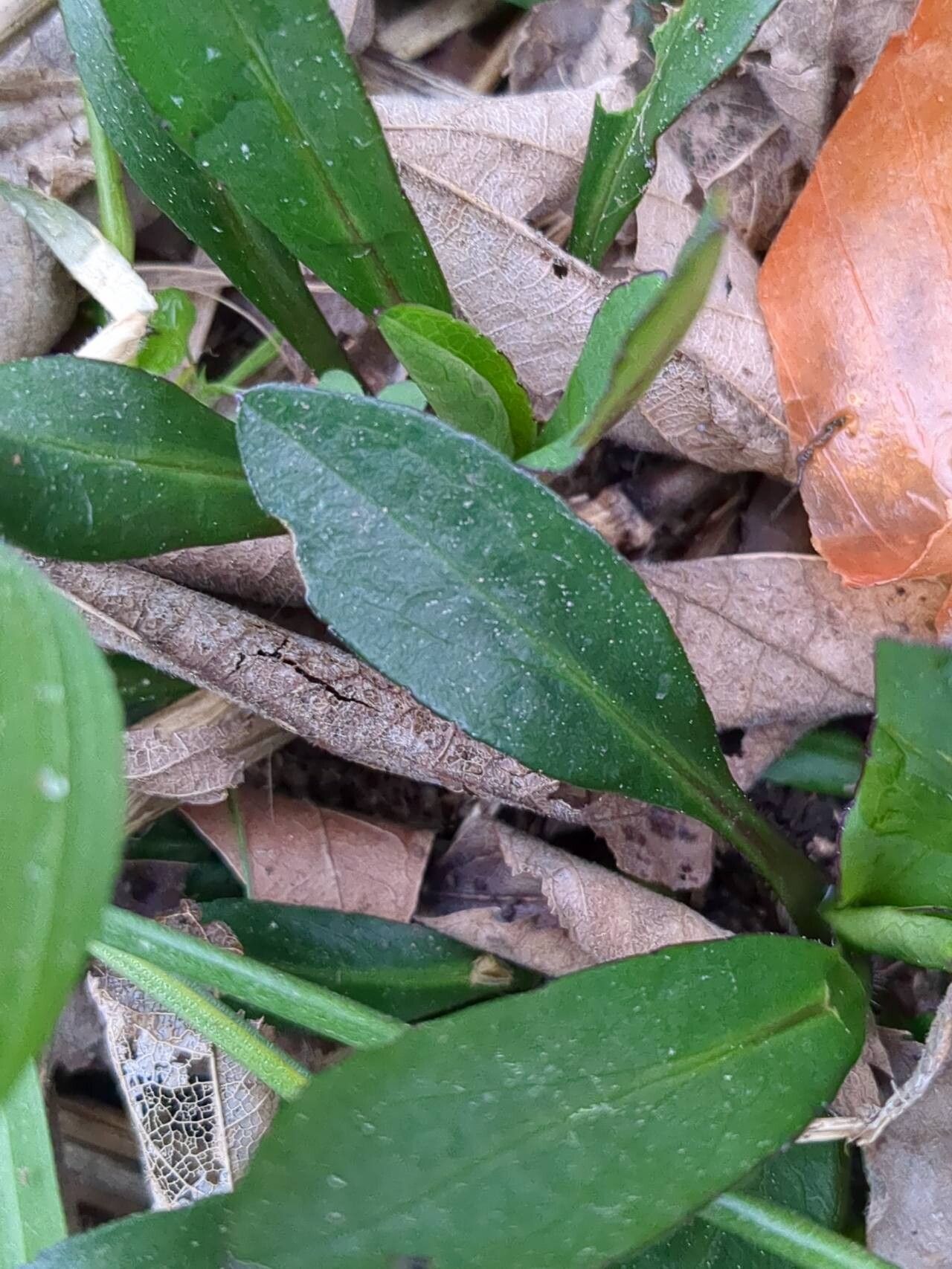 Symphyotrichum laeve (smooth blue aster) (alternate view 9)