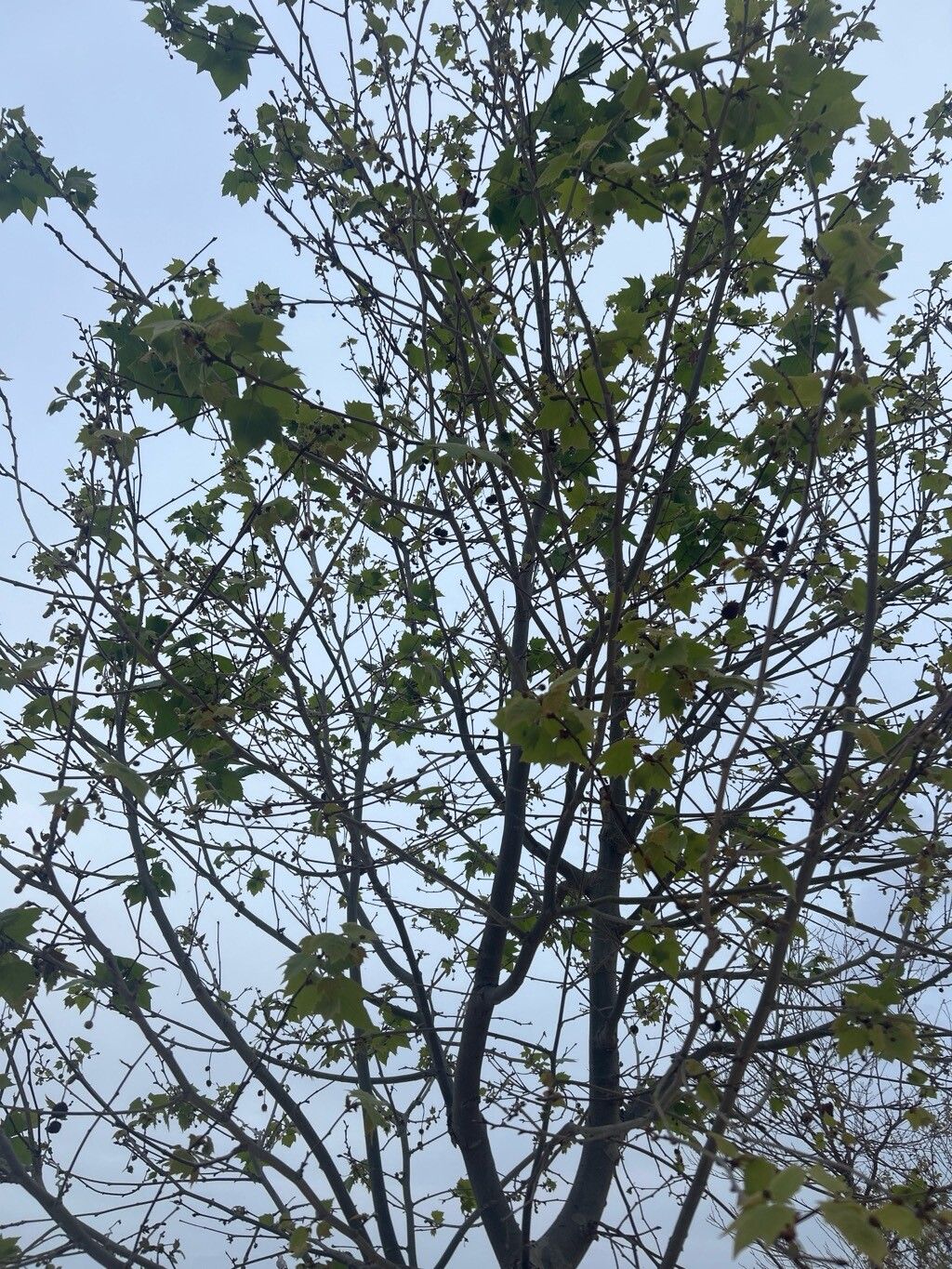 Platanus orientalis (Oriental Plane) (alternate view 13)
