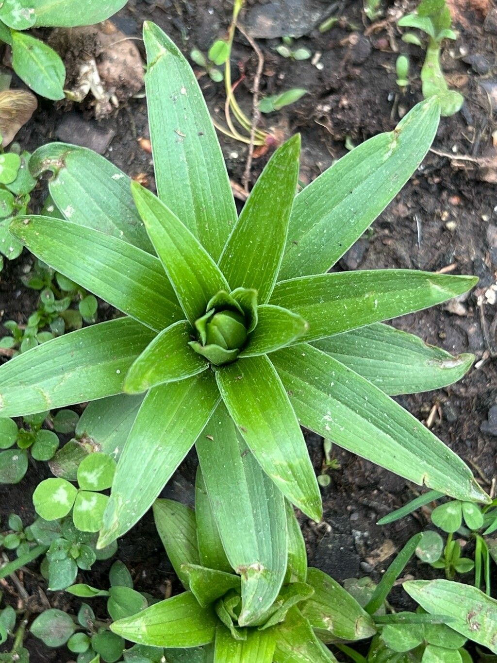 Lilium lancifolium (tiger lily) (alternate view 2)