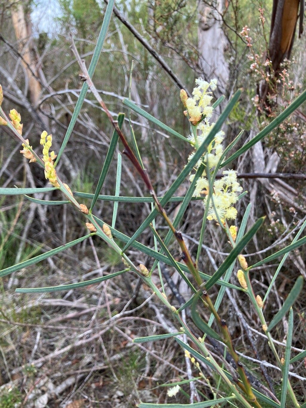 Acacia suaveolens (Sweet Wattle) (alternate view 13)