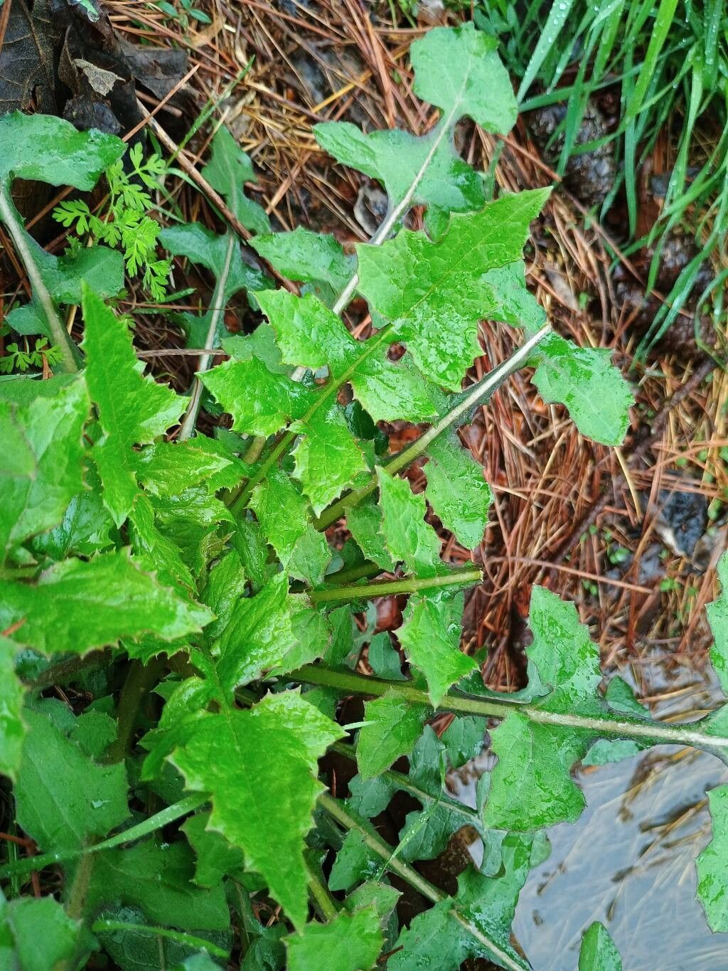 Lactuca floridana (woodland lettuce) (alternate view 11)