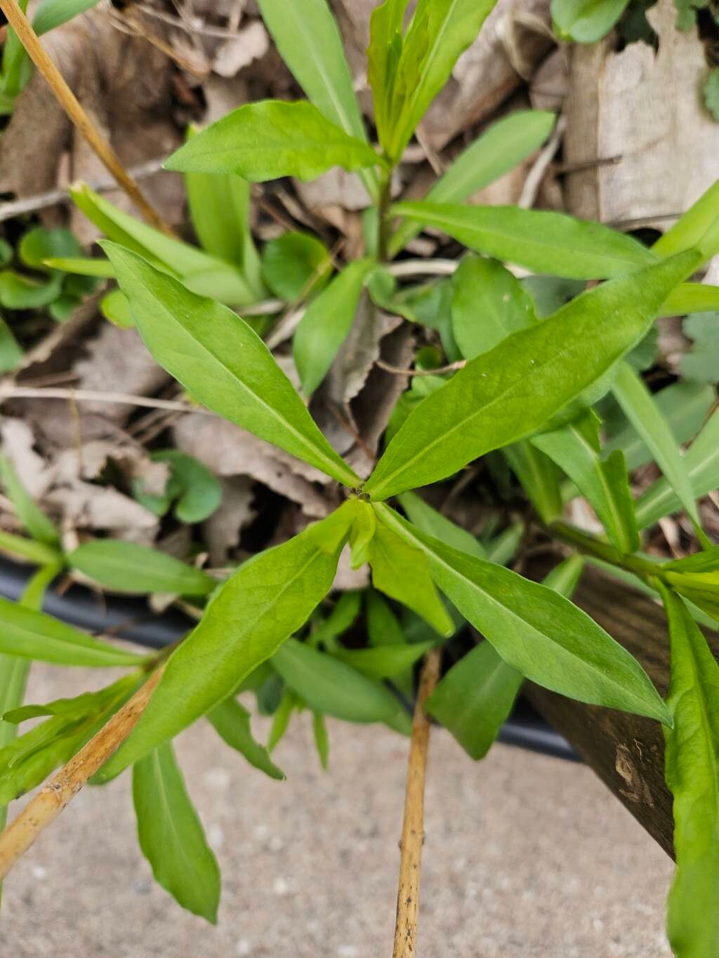 Phlox paniculata spp. (Tall Phlox Mix) (alternate view 2)