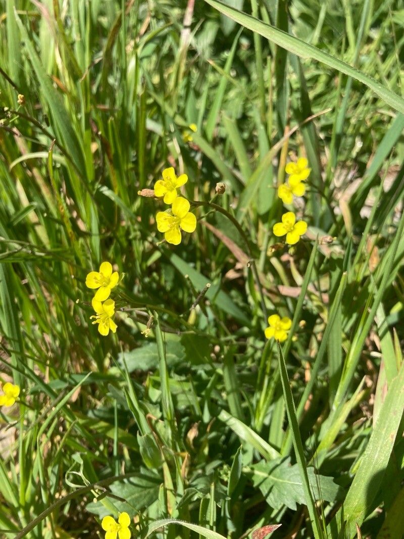 Diplotaxis muralis (annual wall-rocket) (alternate view 10)