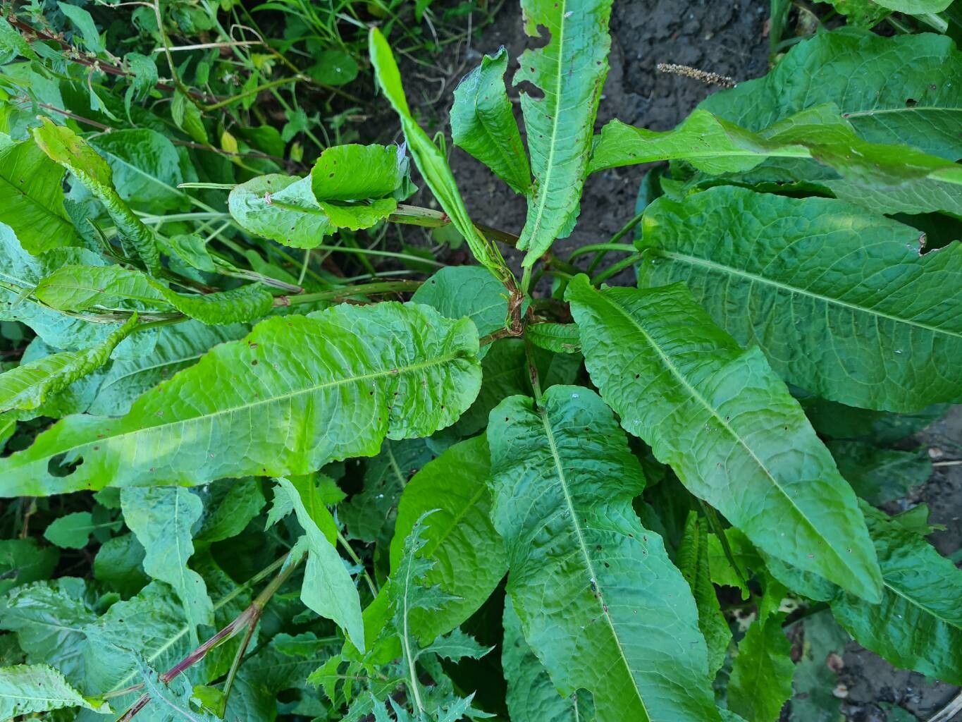 Rumex conglomeratus (Clustered Dock) (alternate view 13)