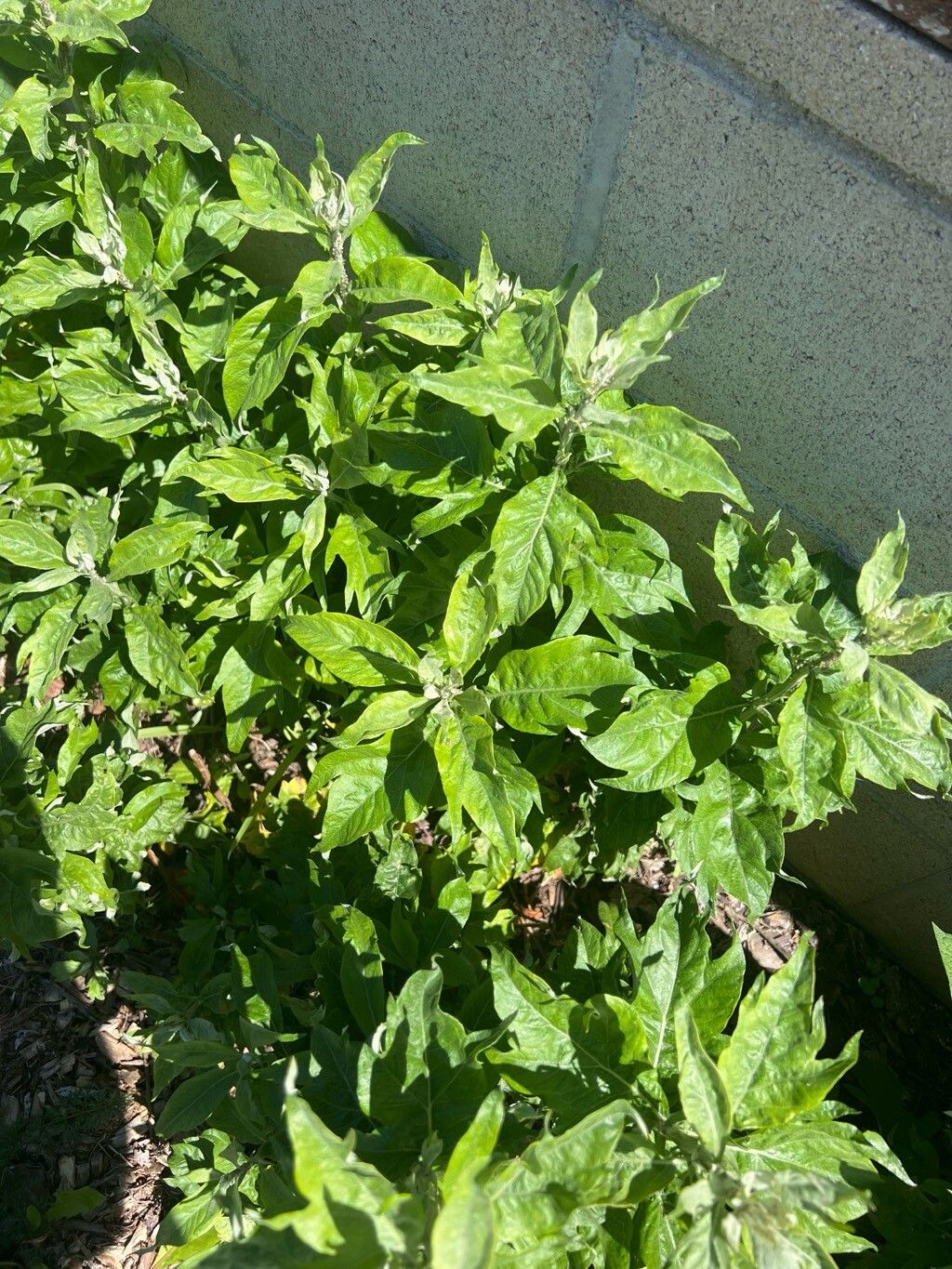 Artemisia suksdorfii (Coastal Mugwort) (alternate view 2)