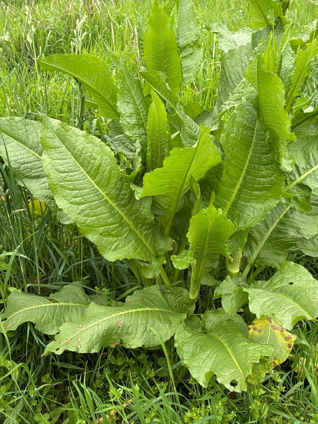 Rumex cristatus (Greek Dock) (alternate view 11)