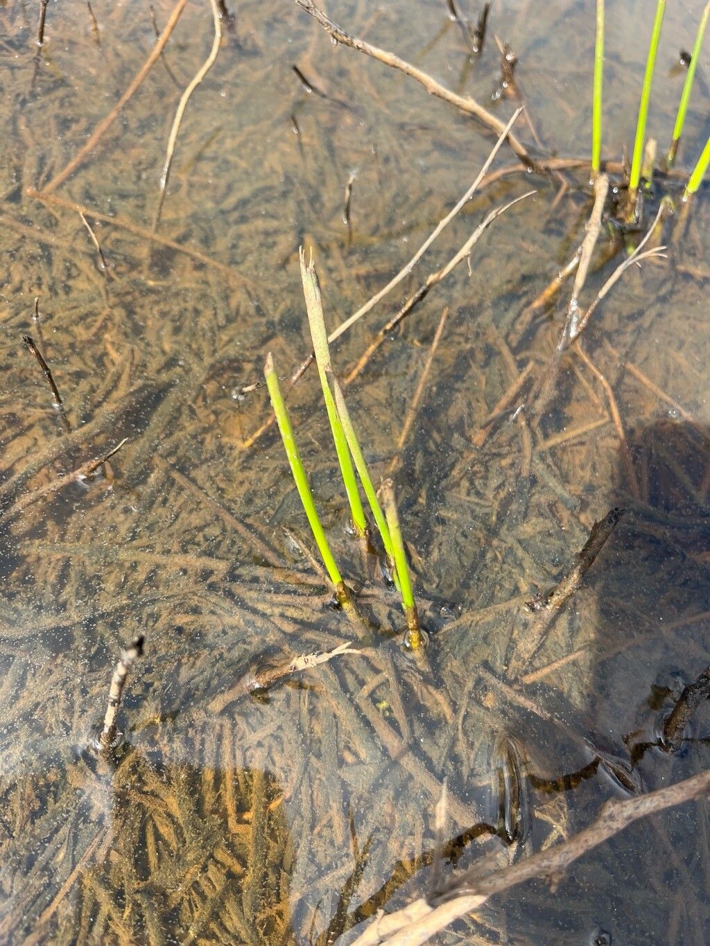 Eleocharis palustris (Common Spikerush) (alternate view 3)