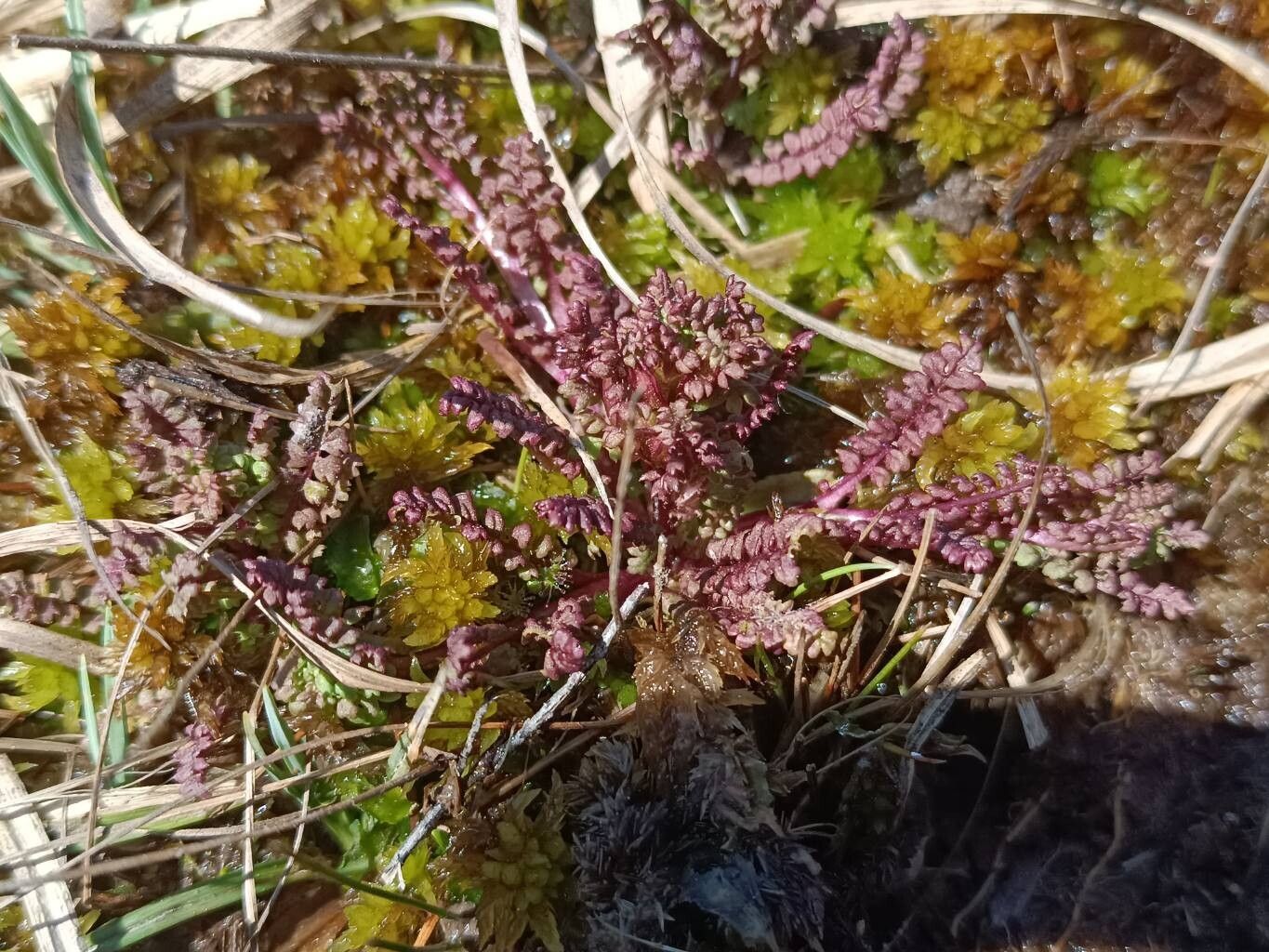 Pedicularis palustris (Marsh Lousewort) (alternate view 14)