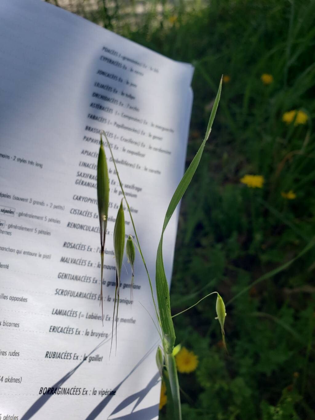 Avena barbata (slender wild oat) (alternate view 4)
