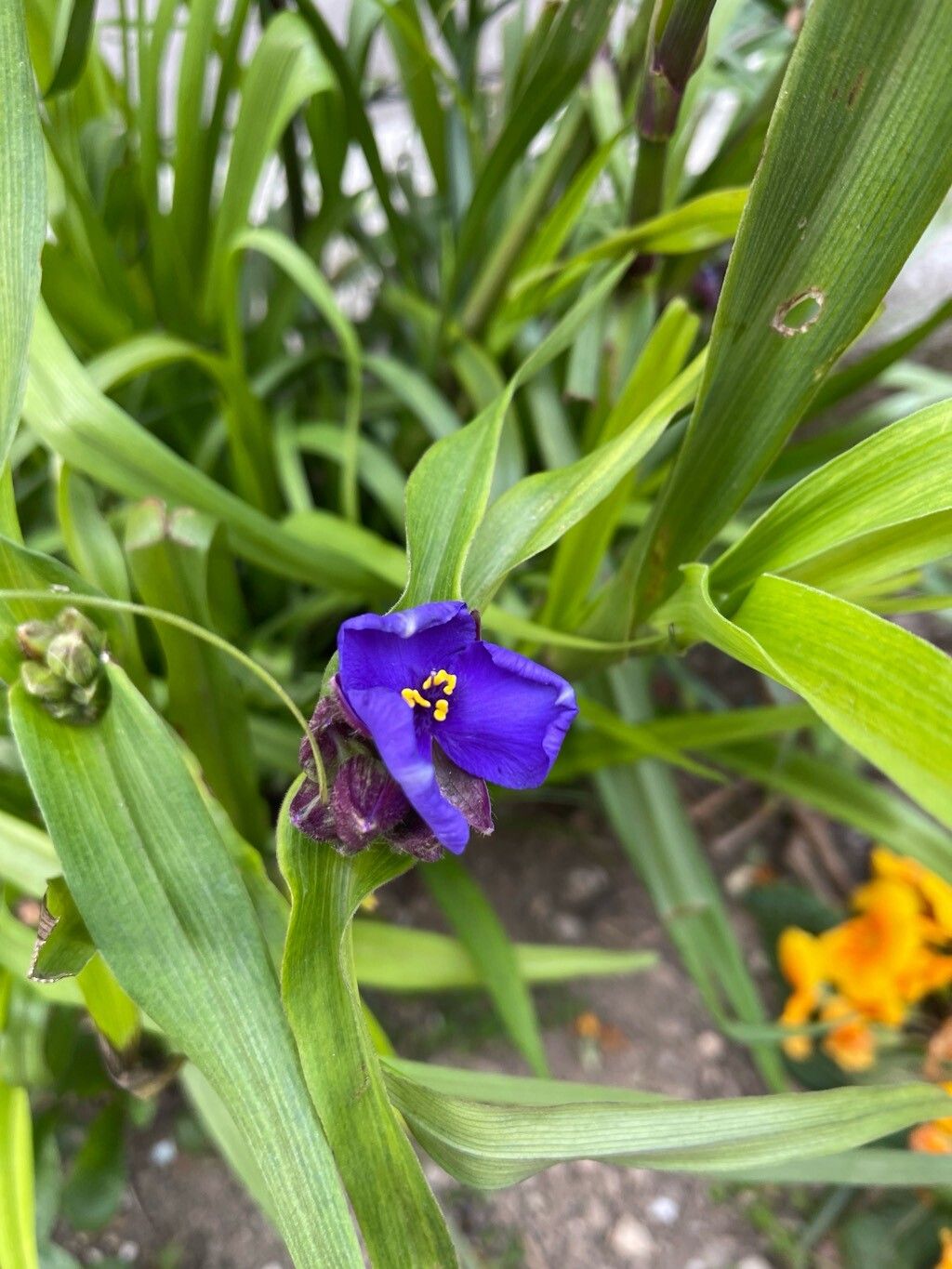Tradescantia virginiana (Virginia spiderwort) (alternate view 14)