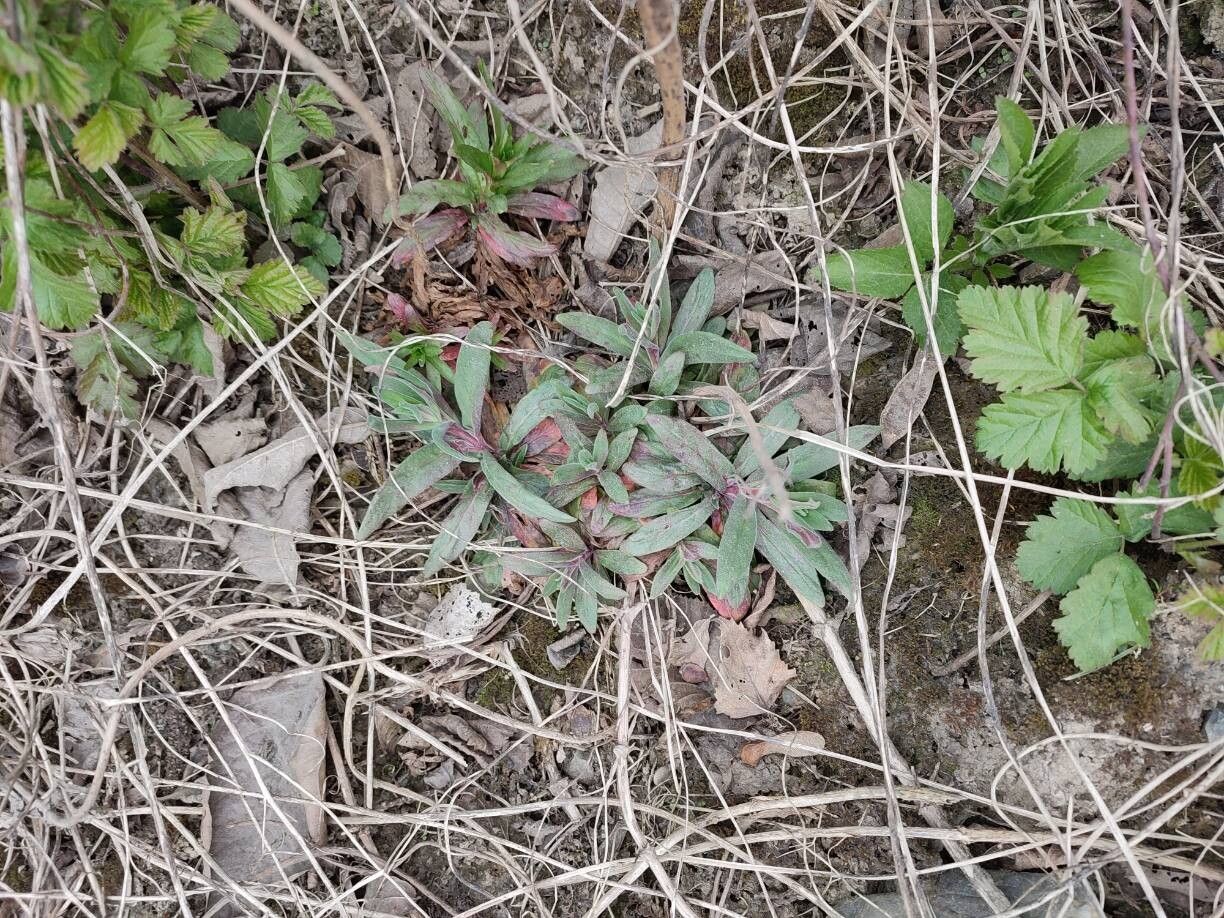 Epilobium parviflorum (Hoary Willowherb) (alternate view 13)