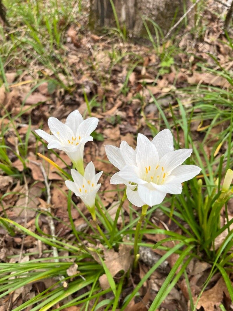 Zephyranthes atamasco (Atamasco Lily) (alternate view 10)