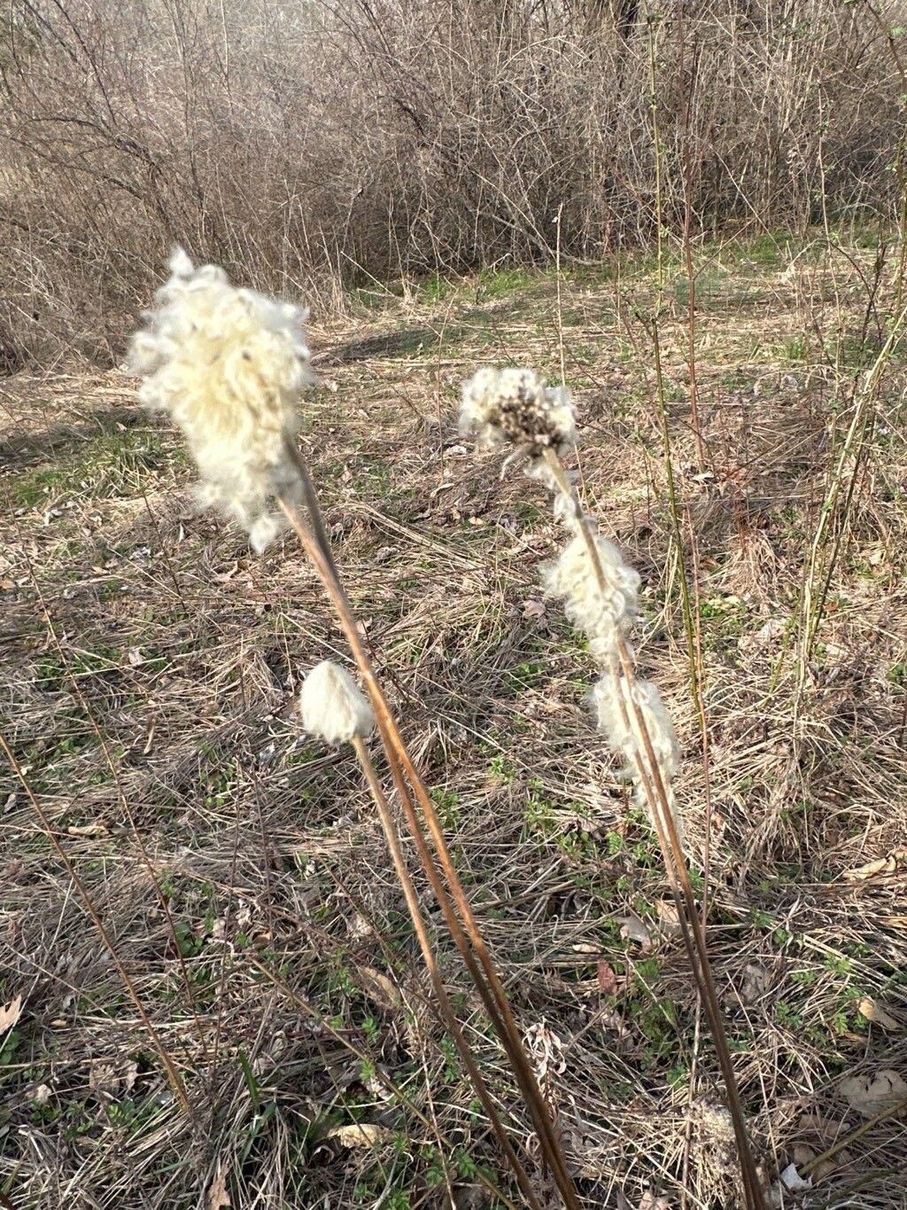 Anemone virginiana (tall thimbleweed) (alternate view 11)