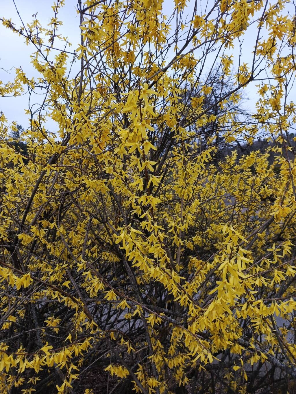 Forsythia suspensa (Golden-bell) (alternate view 13)