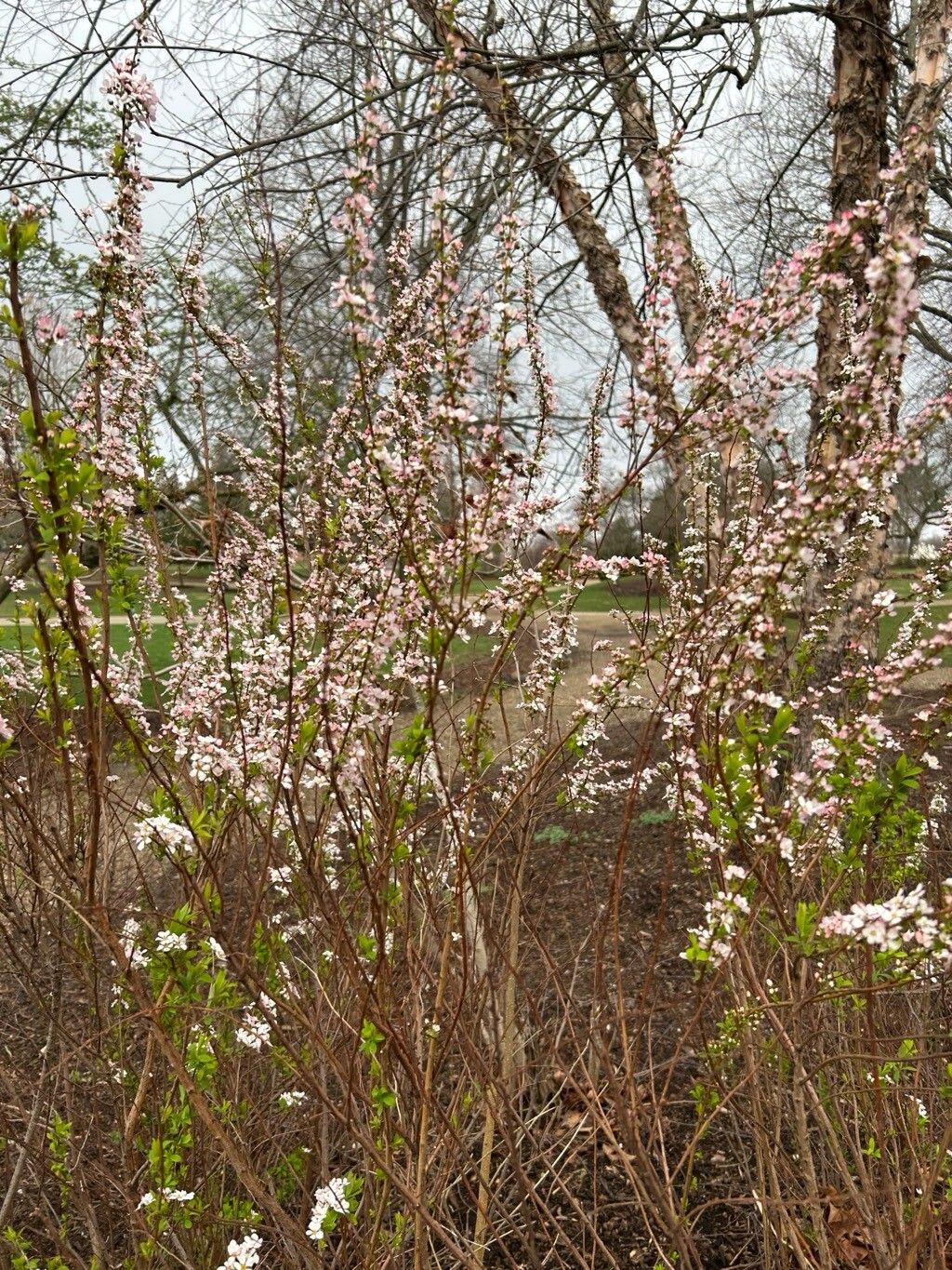 Spiraea thunbergii (Thunberg spirea) (alternate view 13)