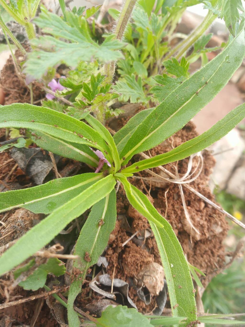 Helianthus maximiliani (Maximilian Perennial Sunflower)