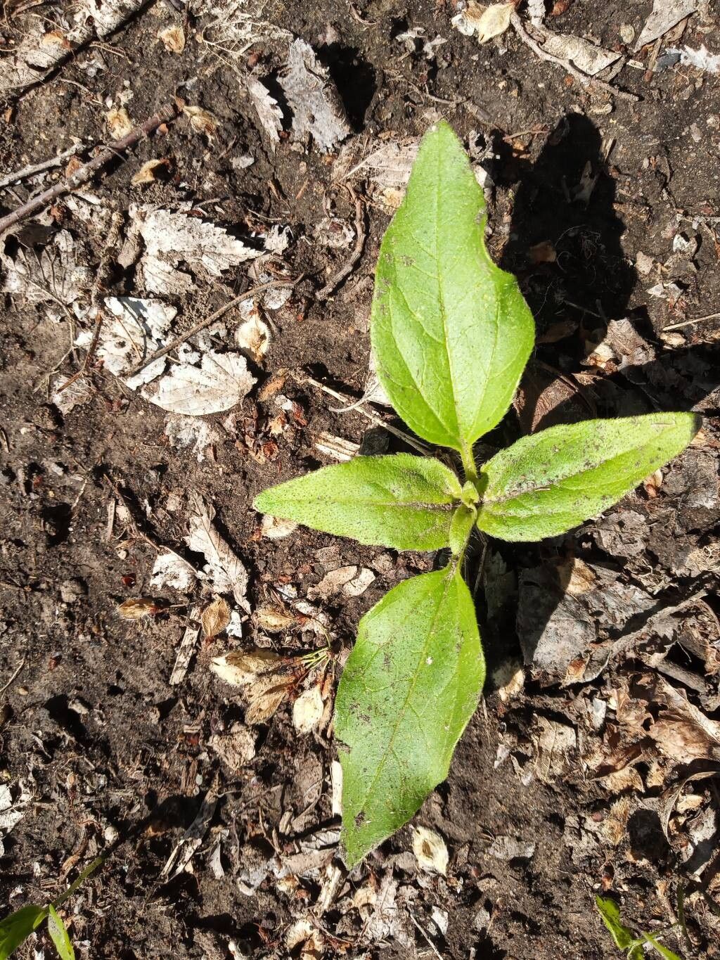 Echinacea (coneflowers) (alternate view 4)