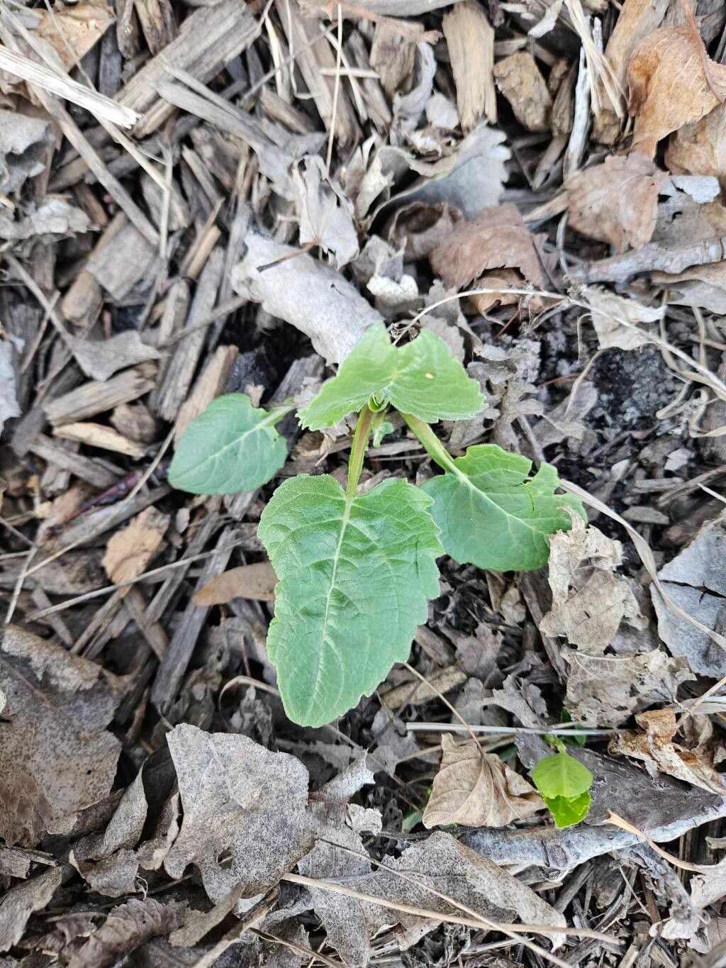 Silphium perfoliatum (cup plant) (alternate view 11)