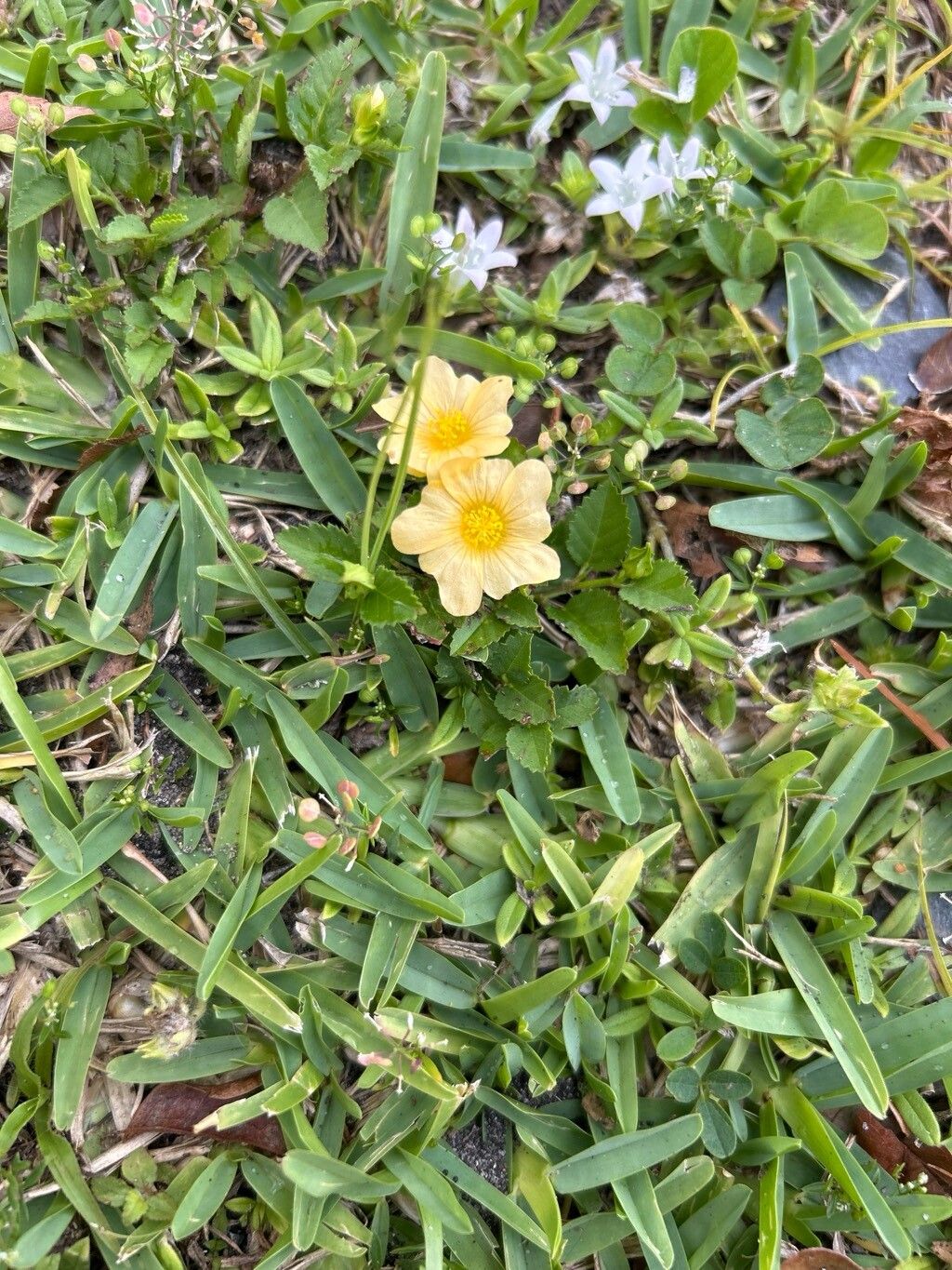 Sida ulmifolia (Common Fanpetals)