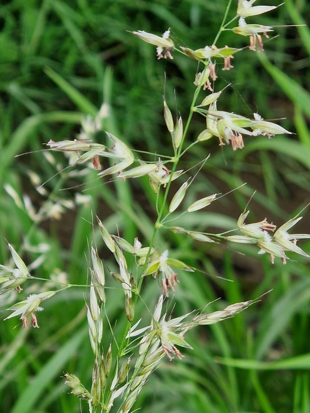 Arrhenatherum elatius (tall oat grass) (alternate view 10)