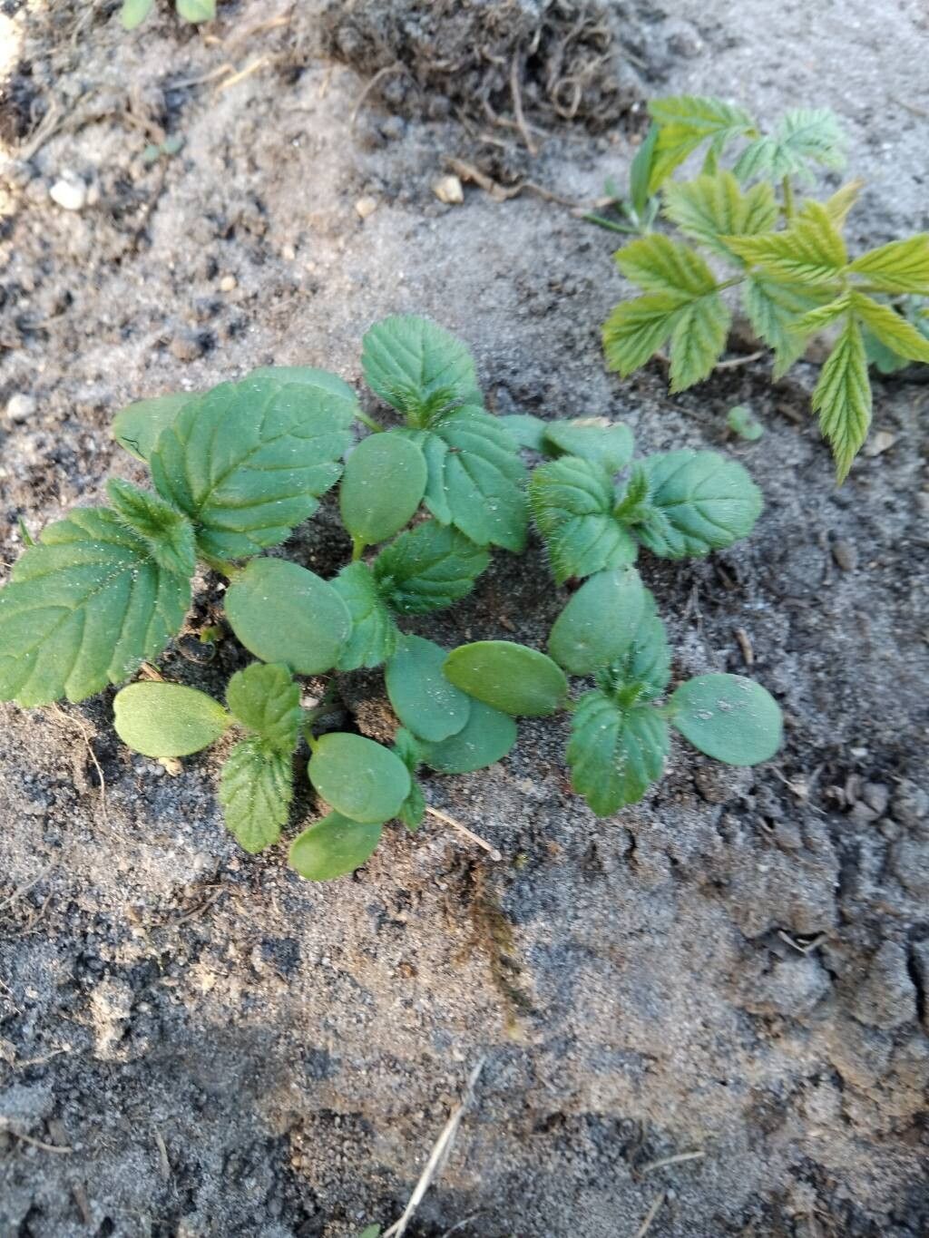 Galeopsis bifida (Bifid Hemp-nettle) (alternate view 10)