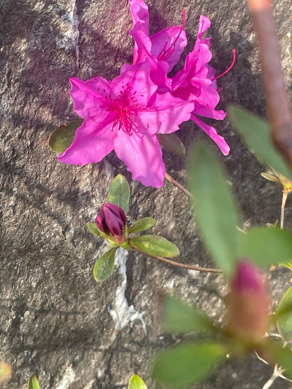 Rhododendron simsii (Indian Azalea) (alternate view 4)