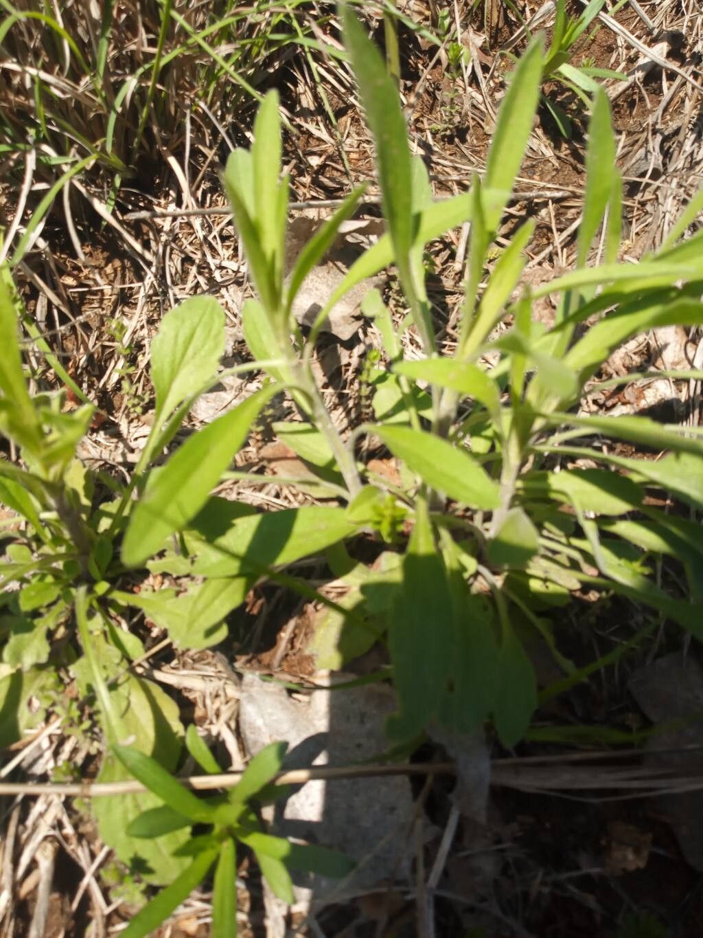 Solidago nemoralis (field goldenrod) (alternate view 8)