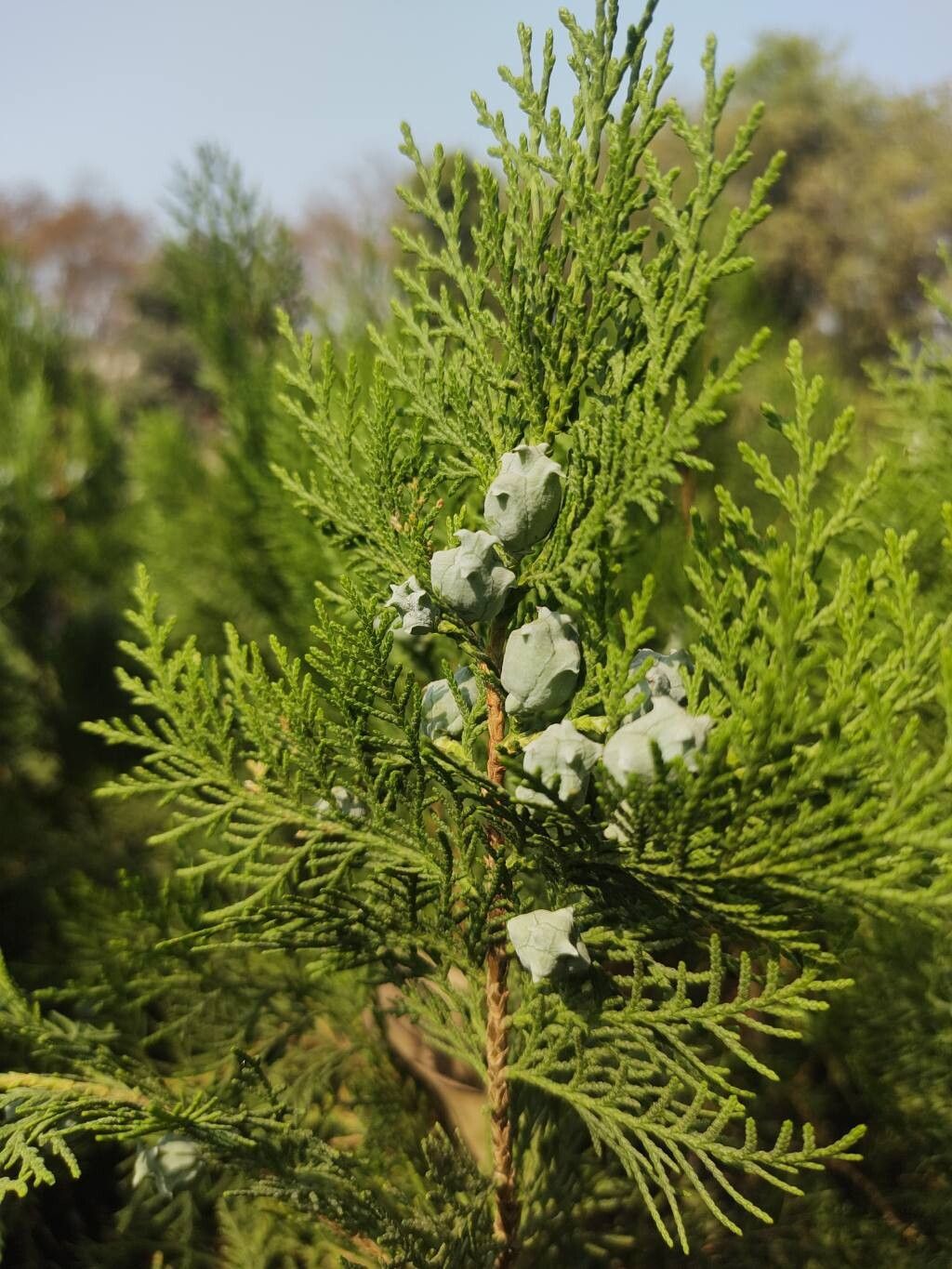 Platycladus orientalis (Oriental Arborvitae)