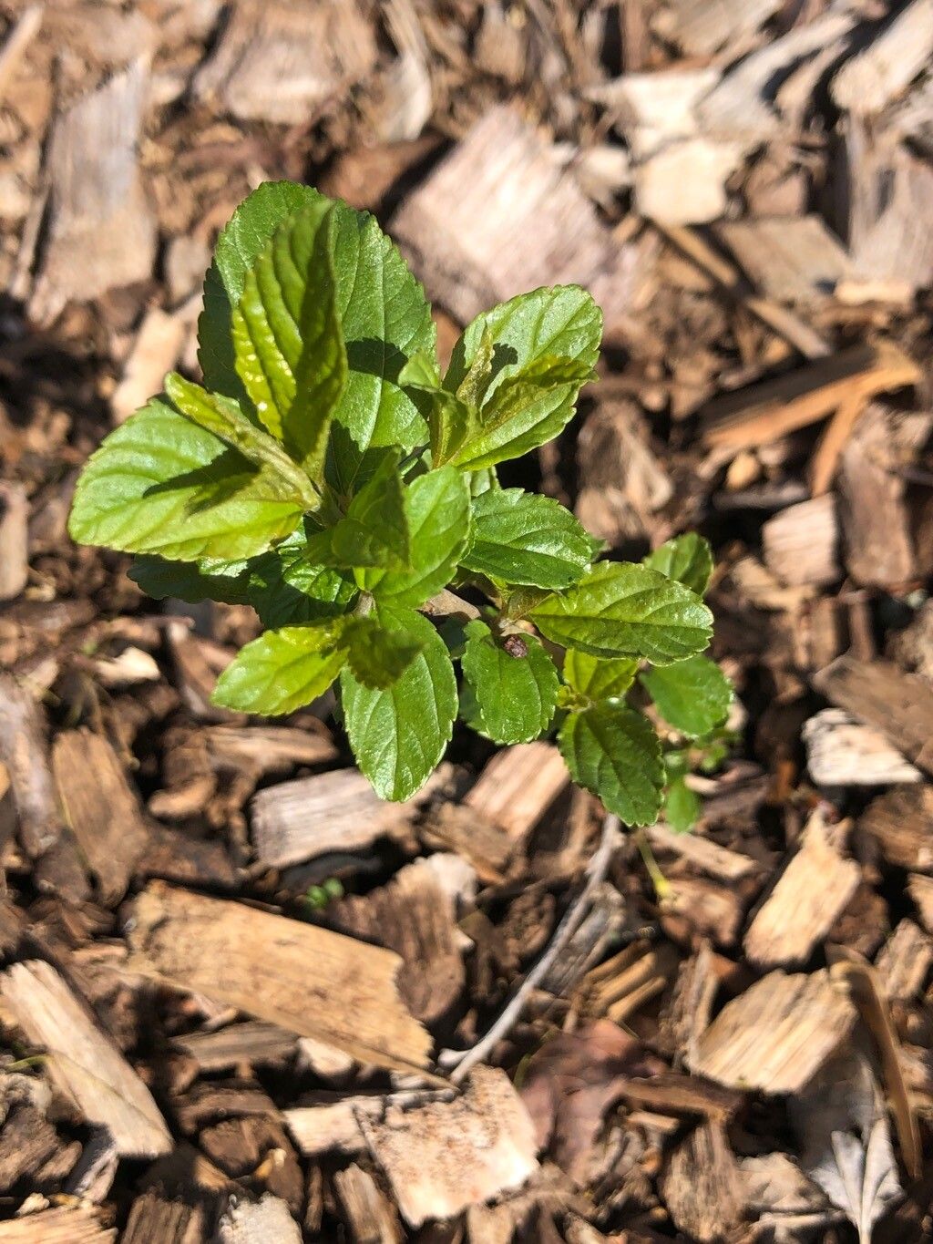 Ceanothus americanus (New Jersey tea) (alternate view 11)