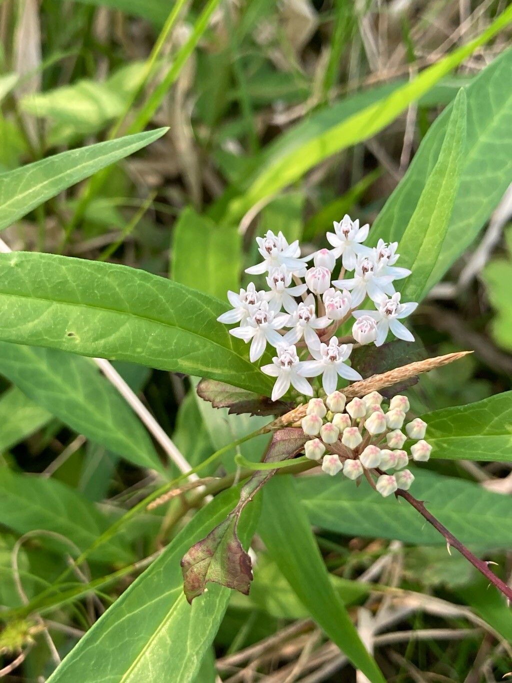 Asclepias perennis (Aquatic Milkweed)
