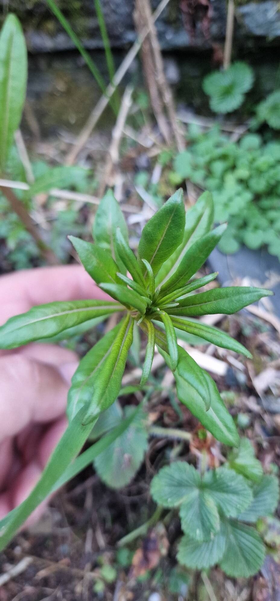 Chamerion angustifolium (fireweed)