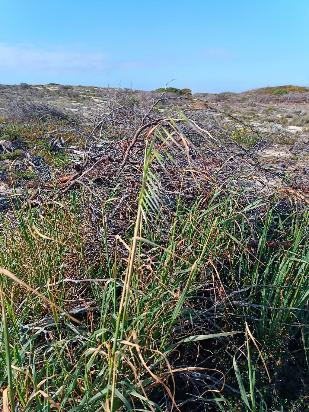 Avena barbata (slender wild oat) (alternate view 2)
